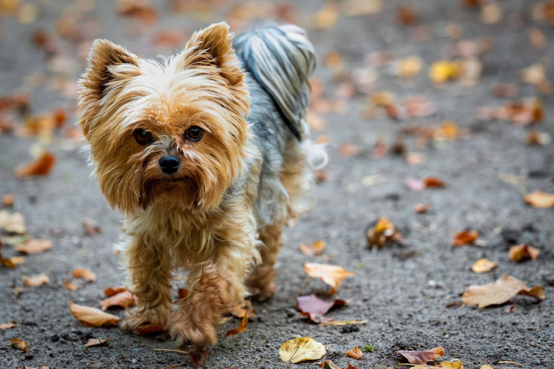 Yorkshire Terrier 
